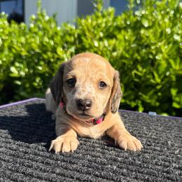 Sparkle Smash - Dapple female Dachshund puppy in Lebanon, Tennessee from Thomas Dachshunds