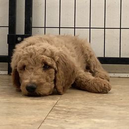 Poodle Puppies from Desert Horizon poodles