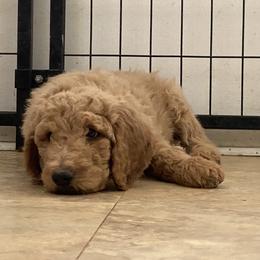 Poodle Puppies from Desert Horizon poodles
