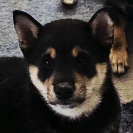 AKC Dasher - Black and tan male Shiba Inu puppy in Jensen Beach, Florida from ScrapiShibas