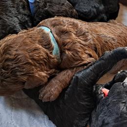 Labradoodle Puppies from Lees Reach Farm
