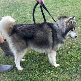 Conan - Siberian Husky
