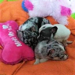 Chihuahua Puppies from Chilove Chihuahuas