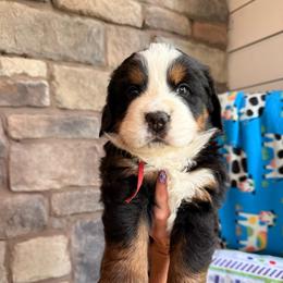 Jessie - Tri-color female Bernese Mountain Dog puppy in Fort Meade, Florida from Baldwin Dood Ranch