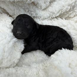 Francesca - Black female Bordoodle puppy in Canfield, Ohio from Poo's Doo's & Inu's