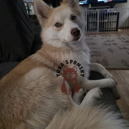 Valerie - Red and white female Pomsky puppy in Blaine, Minnesota from Yuna's Pomsky