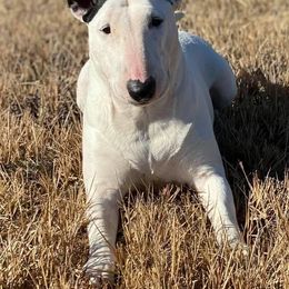Bull Terrier All Grown Up from Weekley Bull Terriers