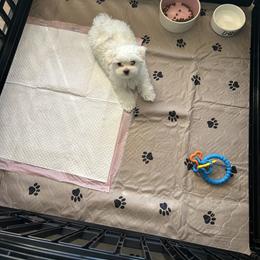 Maltese Puppies from Genice’s Small Wonders