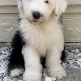 Sheepadoodle Puppies from Bns Sheepadoodles