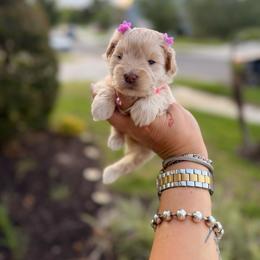 Rubi - Wheaten female Miniature Schnauzer puppy in Orange City, Florida from Xaysha’s Miniature Schnauzers