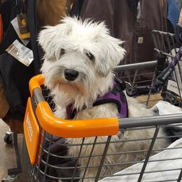 Bernedoodles, Cavapoos, Goldendoodles, and Schnoodles from Doodle Kin