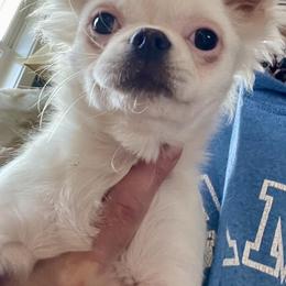 Chihuahua Puppies from ChiWowTown Chihuahuas
