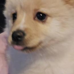 Pomsky Puppies from Bobbie Shurtz
