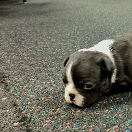 Boston Terrier and French Bulldog Puppies from Reds Studio