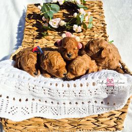 Poodle Puppies from Poodle Avenue