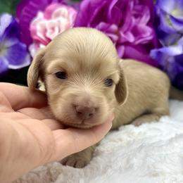Blair - Cream female Dachshund puppy in Exeter, California from Sawtooth Miniature Dachshunds