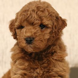 Cavapoos, Goldendoodles, and Poodles from Dlm_doodles