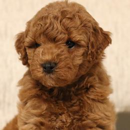 Cavapoos, Goldendoodles, and Poodles from Dlm_doodles