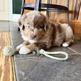 Sriracha - Red merle male Miniature Australian Shepherd puppy in Medical Lake, Washington from MAS Gone Rogue