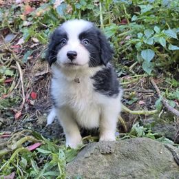 Fairy - Black and white female Border Collie puppy in East Brady, Pennsylvania from Riverwood