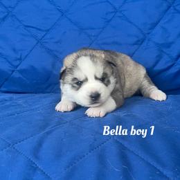 Bella boy 1 - Gray and white male Siberian Husky puppy in Ocala, Florida from Florida Husky Puppies