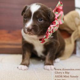 Gunner- Red Tri Male - Red tri male Miniature Australian Shepherd puppy in Nacogdoches, Texas from TK Standard, Mini, & Toy Aussies