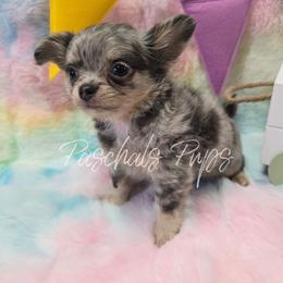 High Roller - Blue merle male Chihuahua puppy in Bowdon, Georgia from Paschal's Pups