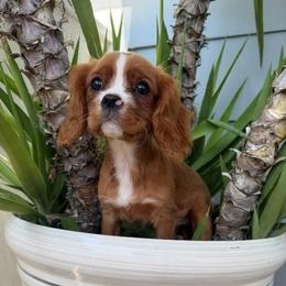 Rosalie - Ruby female Cavalier King Charles Spaniel puppy in Temecula, California from Diamond Cavaliers