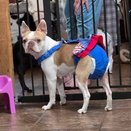 Marmalade - Boston Terrier