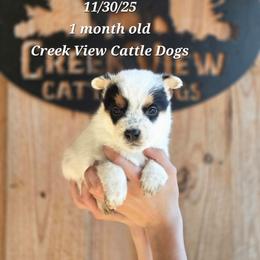 Boy 5 - Blue mottled male Australian Cattle Dog puppy in Monroe, North Carolina from Creek View Cattle Dogs