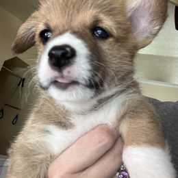 Pembroke Welsh Corgi Puppies from Sweet Bailey and The Corgi Babes