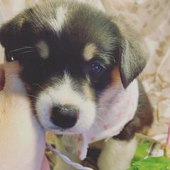 Pembroke Welsh Corgi Puppies from Willstar Canine