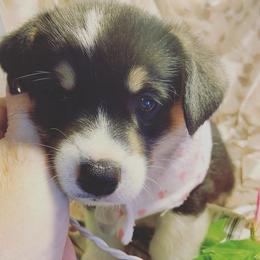 Pembroke Welsh Corgi Puppies from Willstar Canine