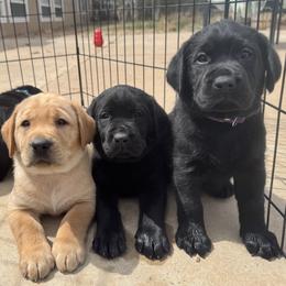 Labrador Retriever puppies from Pageant Paws LLC