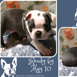 Boston Terriers from Lola & Milo's Pups-Boston Terrier -CKC