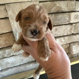 Riesling - Red female Cockapoo puppy in Connersville, Indiana from MoonShine Babies