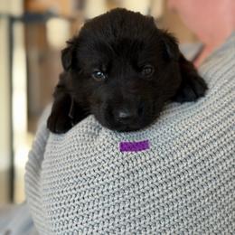 Gorlagon-Purple - Black male German Shepherd puppy in Medical Lake, Washington from Nine Realms German Shepherds
