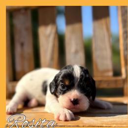Rosita - Tri-color female Cavalier King Charles Spaniel puppy in Clinton, Oklahoma from Enchanted Spaniels