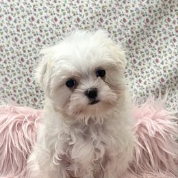 Angel TEACUP - White female Maltese puppy in Monticello, Iowa from Ashley’s Puppies