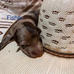 Fisher - Red merle male Australian Shepherd puppy in Rose Hill, North Carolina from Motega Australian Shepherds