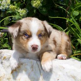Cheetah - Orange Collar - NBT - Red merle female Australian Shepherd puppy in Newport, Rhode Island from Wildlings Australian Shepherds