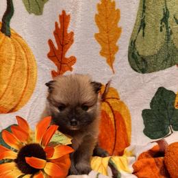 REBEL Boy 2 - Wolf sable male Pomeranian puppy in Lore City, Ohio from Tonia's Pomeranians