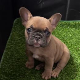 Shakira - Blue fawn female French Bulldog puppy in Spring, Texas from Amanda's French Bulldogs