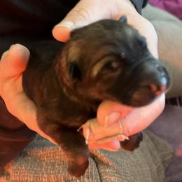 Girl 6 - Sable female German Shepherd puppy in Grantsville, Utah from Vom Haus Denfors K9 - Working German Shepherds