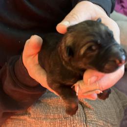 Girl 6 - Sable female German Shepherd puppy in Grantsville, Utah from Vom Haus Denfors K9 - Working German Shepherds