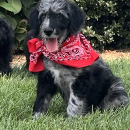 Mr. Red - Blue merle male Aussiedoodle puppy in Taylor, Missouri from Pawsitively Doodles