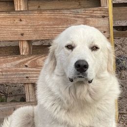 Great Pyrenees from Eclipse kennels
