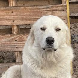 Great Pyrenees from Eclipse kennels