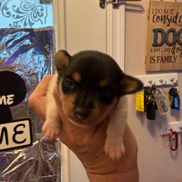 Ruby male 3 - White black and tan male Toy Fox Terrier puppy in Clermont, Florida from Debbie Hiles's Toy Fox Terriers
