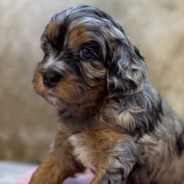 Cavapoos and French Bulldogs from Ponderosa Frenchies and Cavapoo’s